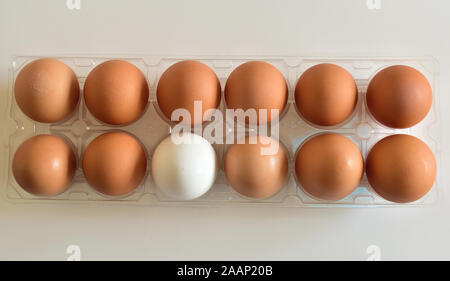 Isolated closeup of eleven brown and one white egg in center Stock Photo