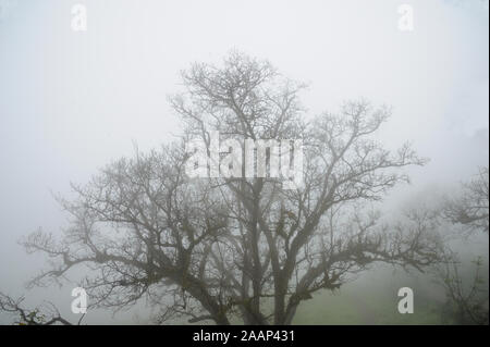 Pune; Maharashtra; India; Sept. 2015: Southeast Asia - Landscape Beautiful tree branches foggy morning Singhagad fort  pune Stock Photo