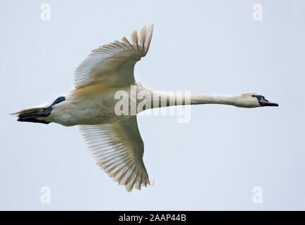 Nearly adult mute swan in flight with stretched wings over white sky Stock Photo