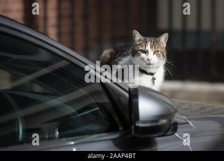 Downing Street, London, UK. 16th June 2015. Larry, Chief Mouser to the Cabinet Office, takes time out resting on the bonnet of the Prime Minister's Ja Stock Photo