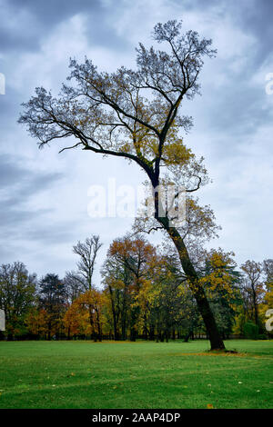 Scenic big single tree - Autumn in Monza, Italy Stock Photo