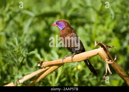 Granatastrild |Uraeginthus granatina - Violet eared Waxbill Granatastrild Maennchen Farm Ondekaremba, Namibia Stock Photo