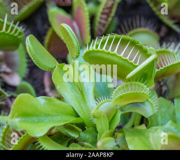 Carnivore plants Venus Flytrap panoramic view. Multiple spiky traps on the leaves of a green and red Venus fly trap. Insect trapping and eating plant.