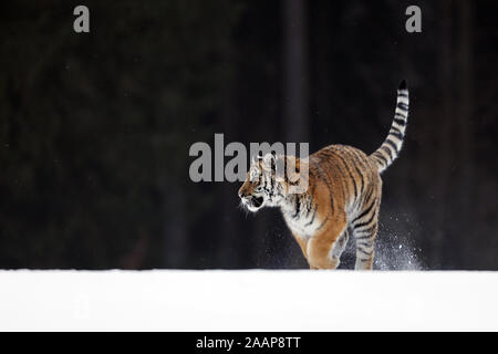 Siberian tiger in wild winter nature. Action wildlife scene.  Cold winter in taiga, Russia.  Panthera tigris altaica Stock Photo