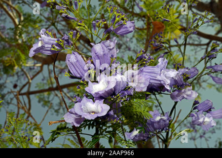 Jacaranda mimosifolia is a tree native to South America but is widely planted elsewhere because of its attractive flowers. Stock Photo