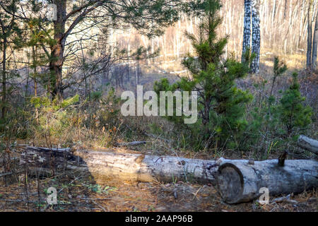 Pine forest. Early autumn. Forest paths. Walks in the open air. Sunny