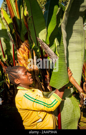 Eth363Ethiopia, Rift Valley, Gamo Gofo Omo, Arba Minch, Dorze village, woman cutting leaf of false banana plant, to make banana bread for tourists Stock Photo