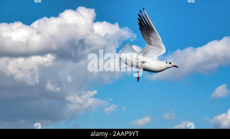 Seagull in flight in Izmir, Turkey Stock Photo