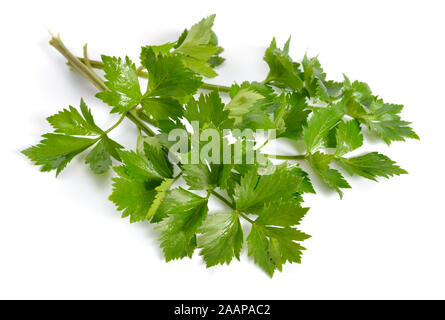 Leaves Celery or Apium graveolens. Isolated on white background Stock Photo