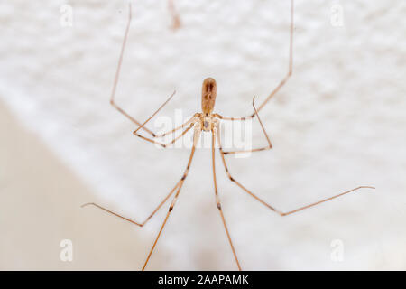 Pholcidae or Daddy long led spider, macro picture hanging on the ceiling in your house Stock Photo