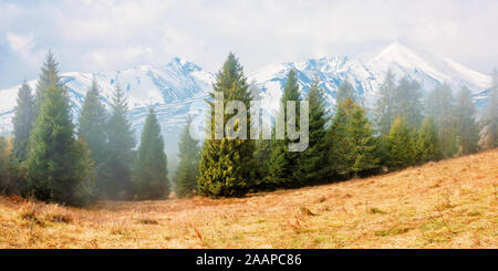 fir trees on the grassy hillside on foggy morning. snow capped high tatras ridge in the distance. wonderful autumn scenery. mysterious nature backgrou Stock Photo