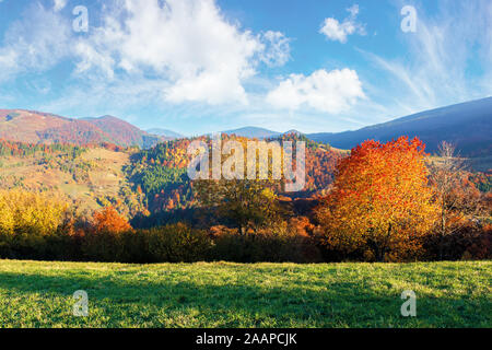 beautiful afternoon autumn scenery in mountains. sunny weather gorgeous sky. amazing nature background with trees in colorful foliage on the green gra Stock Photo