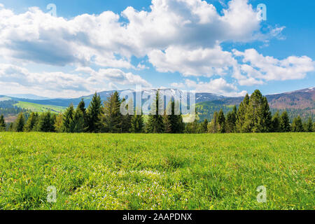 spruce forest on the grassy meadow with tiny flowers in mountains. great transcarpathian springtime nature scenery on a sunny day. borzhava ridge with Stock Photo