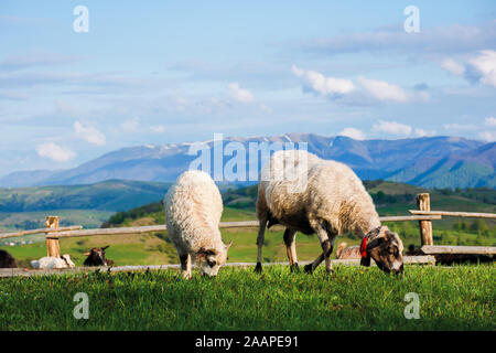 two fluffy goats grazing  fresh grass on a mountain meadow in front of the fence. distant ridge with snow capped tops beneath a blue sky with clouds. Stock Photo