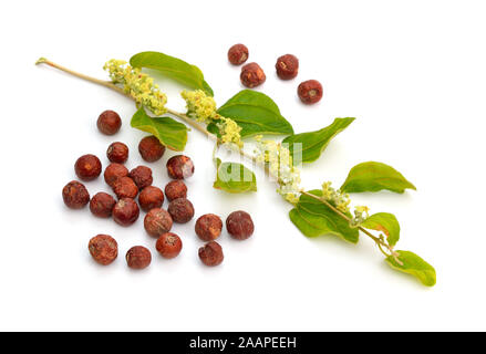 Ziziphus spina-christi, known as the Christ's thorn jujube. Twig with flowers and fruits. Isolated. Stock Photo