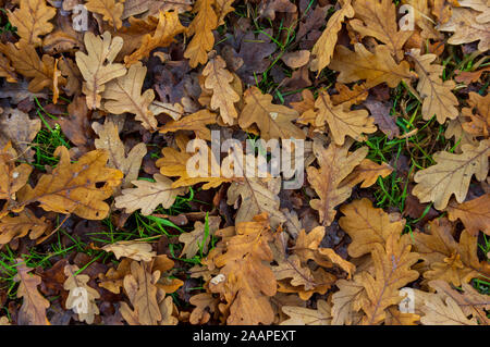 dry oak leaves on forest floor in European forest in november Stock Photo