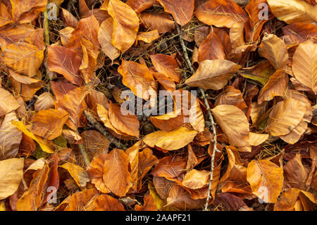 golden beech leaves on forest ground. Dry autumn leaves of a beech tree in European forest. Stock Photo