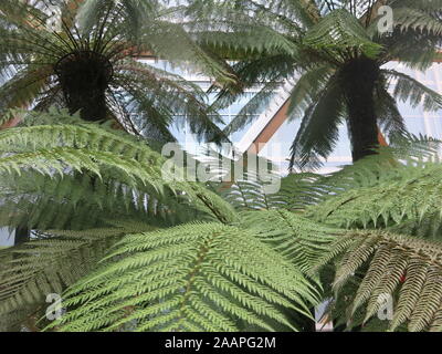 Close-up of the tree ferns that grow in the covered tropical rooftop garden at Crossrail Place, Canary Wharf. Stock Photo
