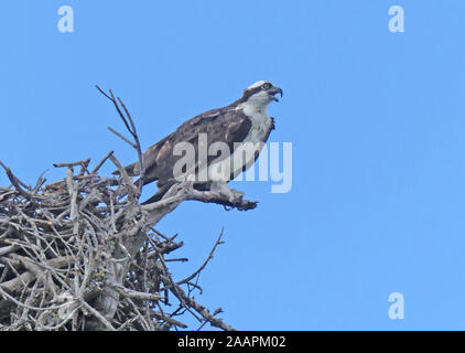 OSPREY Pandion haliaetus in the Florida Everglades. Photo: Tony Gale Stock Photo