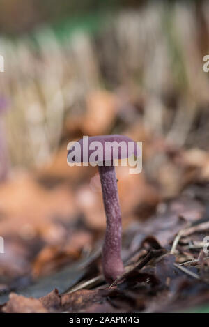 Fungus: Amethyst Deceiver (Laccaria amethystina)