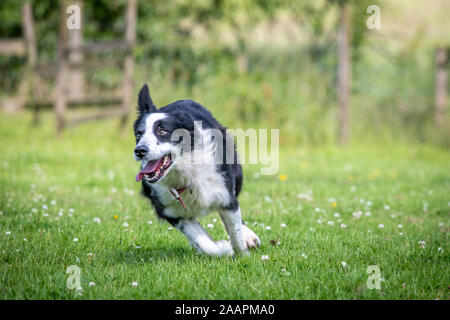 Border Collie Running Through a Field , Bingley, Yorkshire, UK Stock Photo