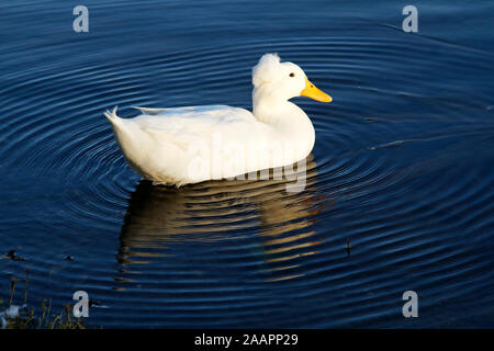 white crested duck; swimming, water fowl; wildlife; animal; oval ripples, motion, reflection, Big Lake; City Park; New Orleans; LA; USA; autumn; horiz Stock Photo
