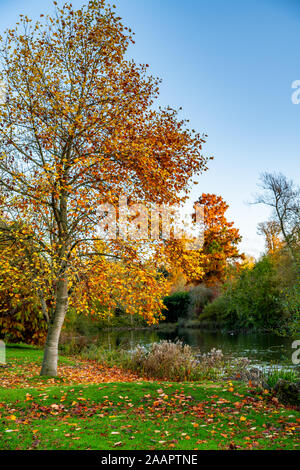 Blenheim Palace, Silver birch in autumn colours next to river Glymme. Beautiful autumn landscape. Blenheim Palace, Woodstock, Oxfordshire UK. Stock Photo