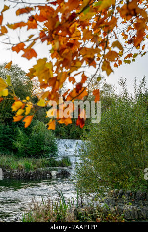 Blenheim Palace, Silver birch in autumn colours next to river Glymme. Beautiful autumn landscape. Blenheim Palace, Woodstock, Oxfordshire UK. Stock Photo