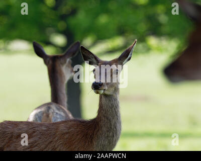 Red deer (Cervus elaphus) in Richmond Park, London, UK Stock Photo