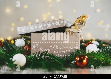 A bearded dragon poking his head out of a gift box (on Christmas tree branches and decorations in the festive reptile photograph) Stock Photo