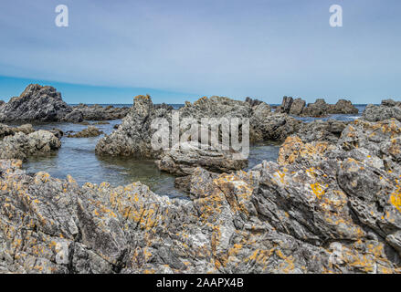 NZ Fur Seal lying on rock in centre of pool Stock Photo