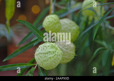 hairy green translucent balls on plant