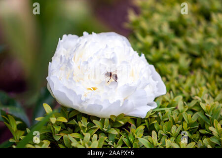 Bee in a white blossom flower, The peony or paeony, genus Paeonia, family Paeoniaceae,   in a garden Stock Photo
