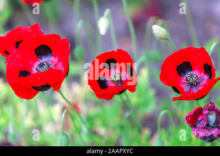 Papaver orientale (Goliath Group) Beauty of Livermere, United Kingdom Stock Photo