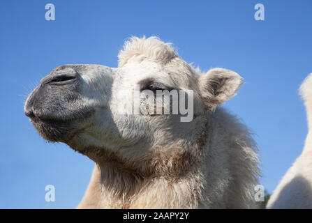 Camelus bactrianus or the domestic Bactrian camel Stock Photo