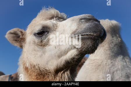 Camelus bactrianus or the domestic Bactrian camel Stock Photo