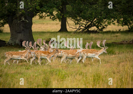 A herd of Fallow Deer, Dama dama, with their antlers in velvet in a deer park. Dorset England UK GB Stock Photo