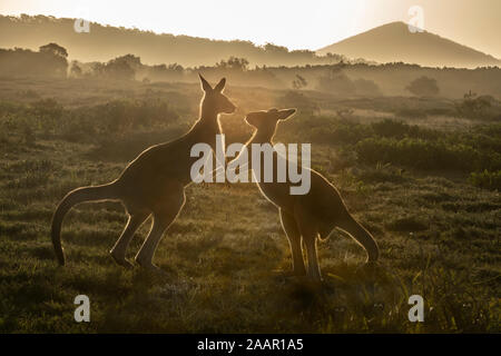 young roo bucks play fighting in the setting sun Stock Photo