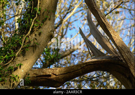 UK Dramatic broken branch on a tree in the forest with a blue sky background and green ivy climbing up the tree trunk. Stock Photo