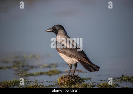 Crow hooded (Corvus corone cornix) in winter, Hortobágy National Park, Hungary Stock Photo