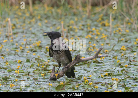 Crow hooded (Corvus corone cornix), sitting on a branch in a pond, surrounded by Yellow floating heart (Nymphoides peltata), Hortobágy, Hortobágy Nati Stock Photo