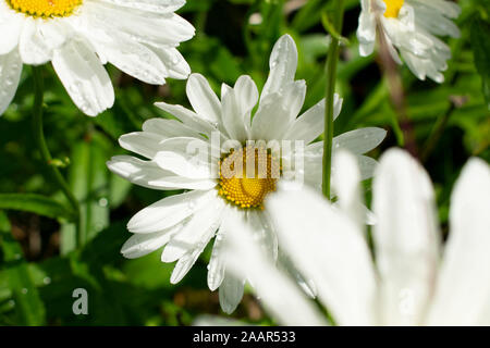 Four, out of many, wild flowers growing in a garden. Stock Photo