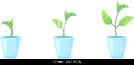 Set three potted plants. Gardening home design elements. Phases plant growing. Growth Infographic and evolution concept. Vector illustration by front view on isolated white background. Stock Vector