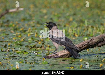 Crow hooded (Corvus corone cornix), sitting on a branch in a pond, surrounded by Yellow floating heart (Nymphoides peltata), Hortobágy, Hortobágy Nati Stock Photo
