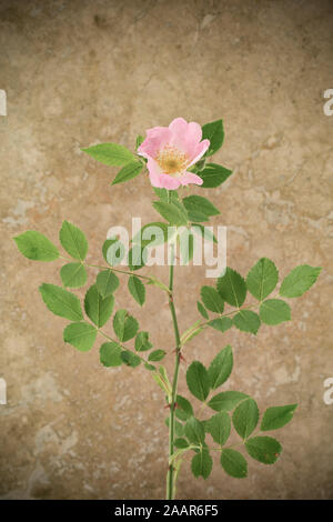 An example of a Dog-Rose, Rosa canina, found growing in a hedgerow, photographed against a light stone background. Dorset England UK GB Stock Photo