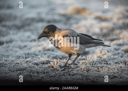 Crow hooded (Corvus corone cornix) in winter, Hortobágy National Park, Hungary Stock Photo