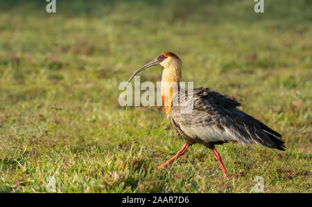 Close up of a buff-necked ibis (Theristicus caudatus) walking on grass, South Pantanal, Brazil. Stock Photo