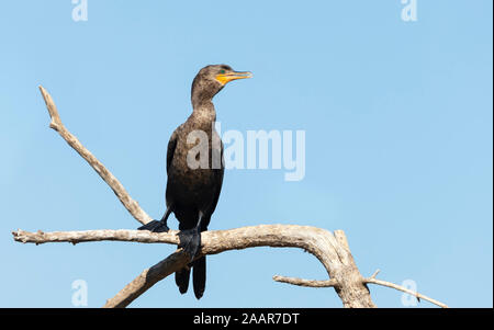 Close up of a Neotropic cormorant (Phalacrocorax brasilianus) perched on a tree, South Pantanal, Brazil. Stock Photo