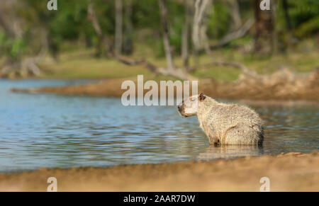 Close up of a Capybara sitting in water, South Pantanal, Brazil. Stock Photo