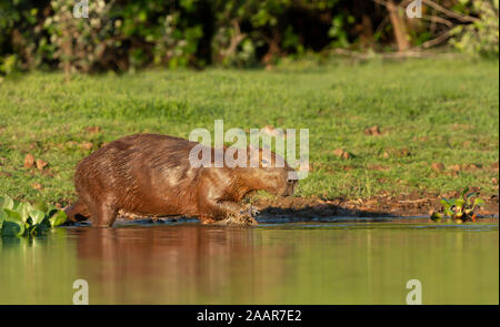 Close up of a Capybara walking in water, Pantanal, Brazil. Stock Photo